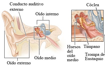 Anatomía del oído