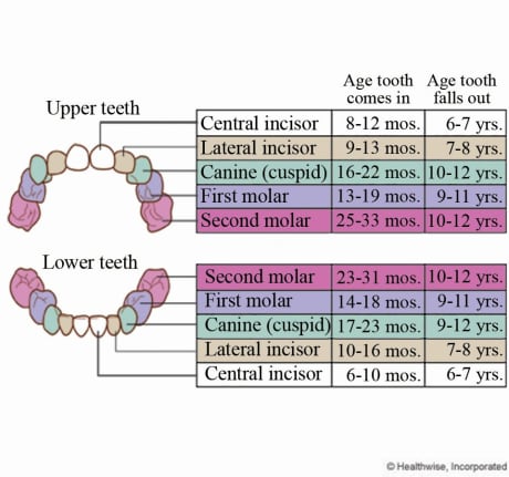Chart showing when each tooth comes in and falls out